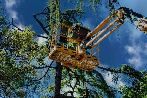 Reliable Trussville, AL Tree Removal and Landscaping Services Solutions